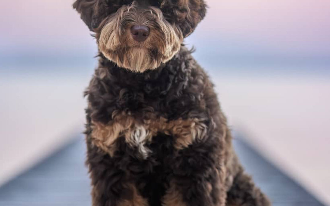 Avery Lane's WAKAN On Sushine - YOBO Labradoodles