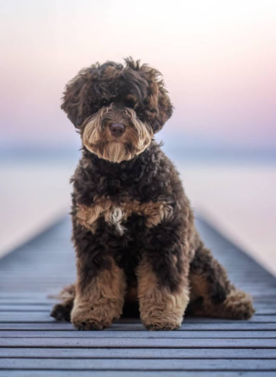 Avery Lane's WAKAN On Sushine - YOBO Labradoodles