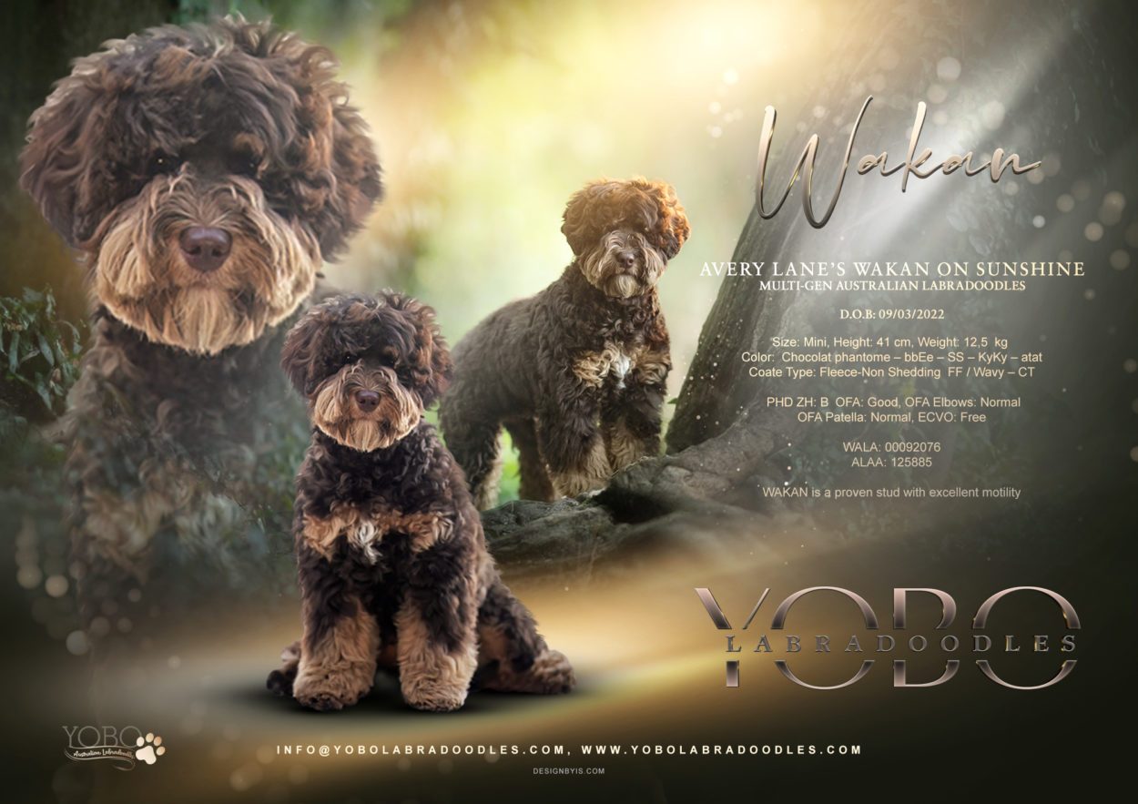 WAKAN on Sunchine from YOBO Labradoodles Stud service