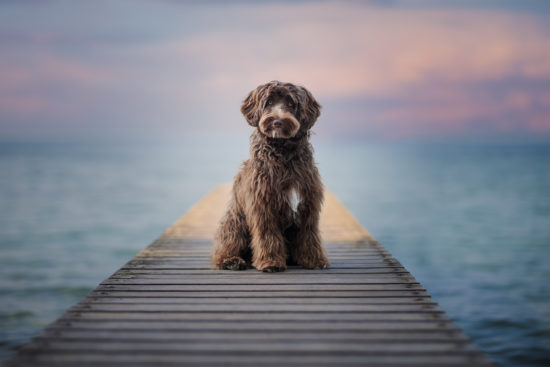 Ocean State High Hopes-Aspen-Yobo