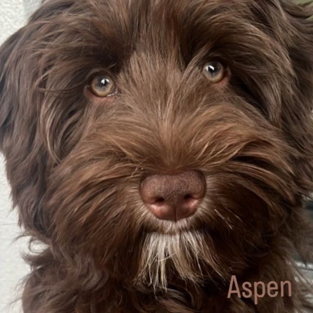 Ocean State High Hopes ASPEN YOBO