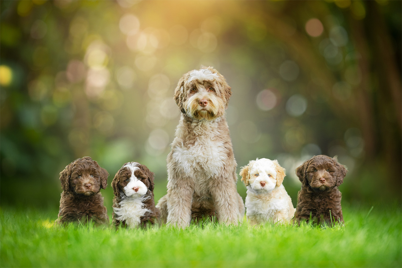 YOBO Cutie Lovely NALLA YOBO