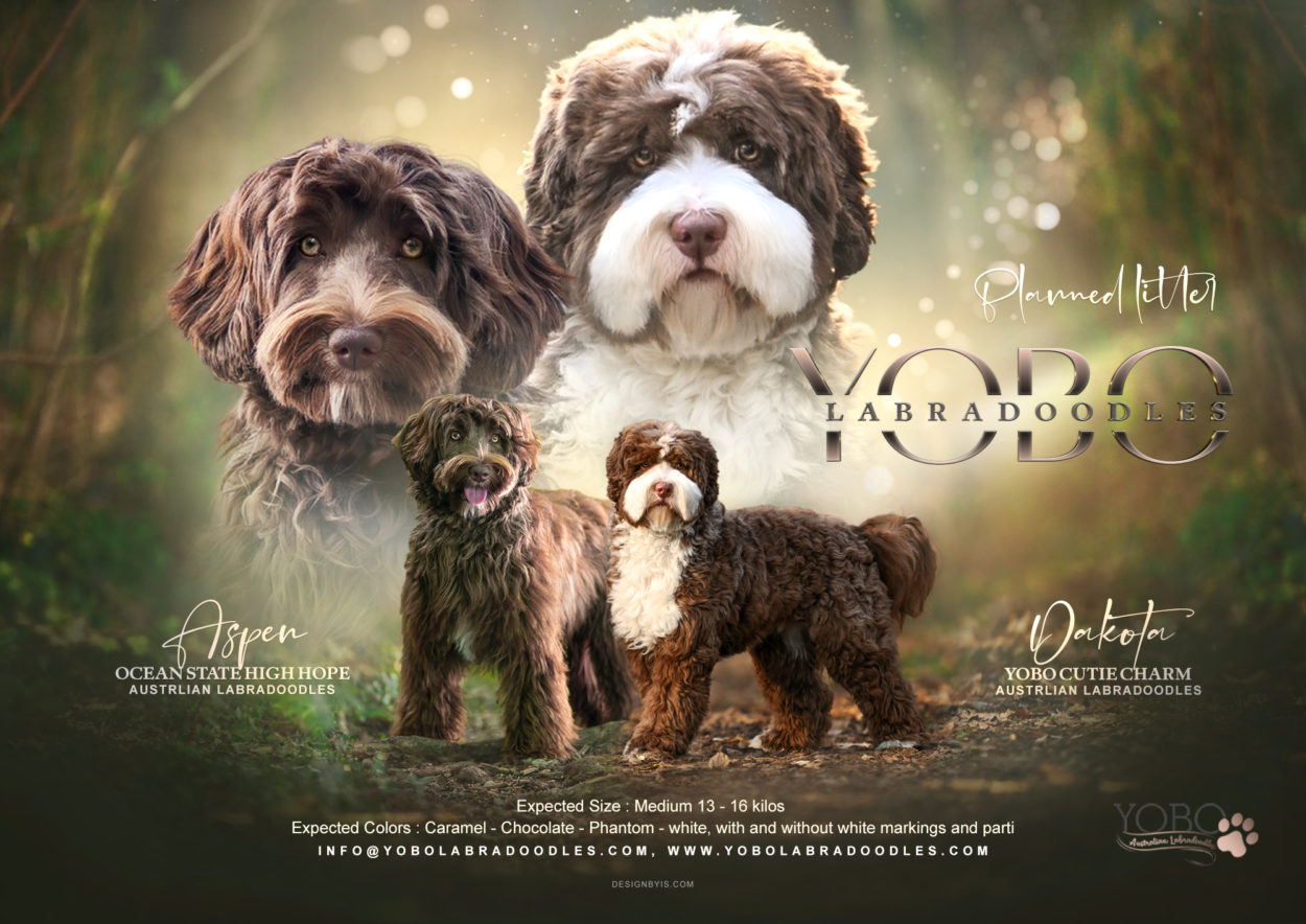 Aspen-Dakota