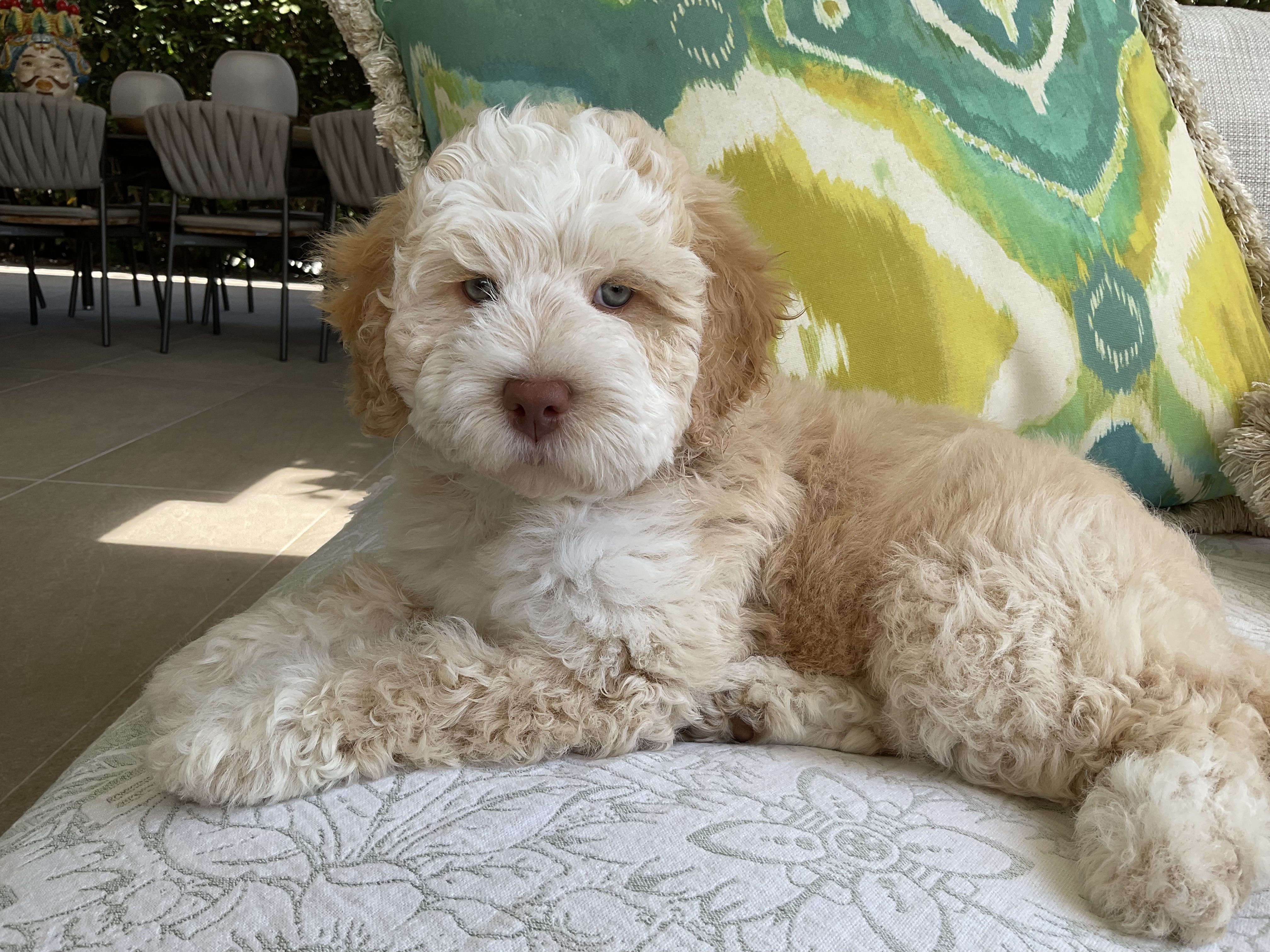 YOBO Cutie Lovely NALLA YOBO