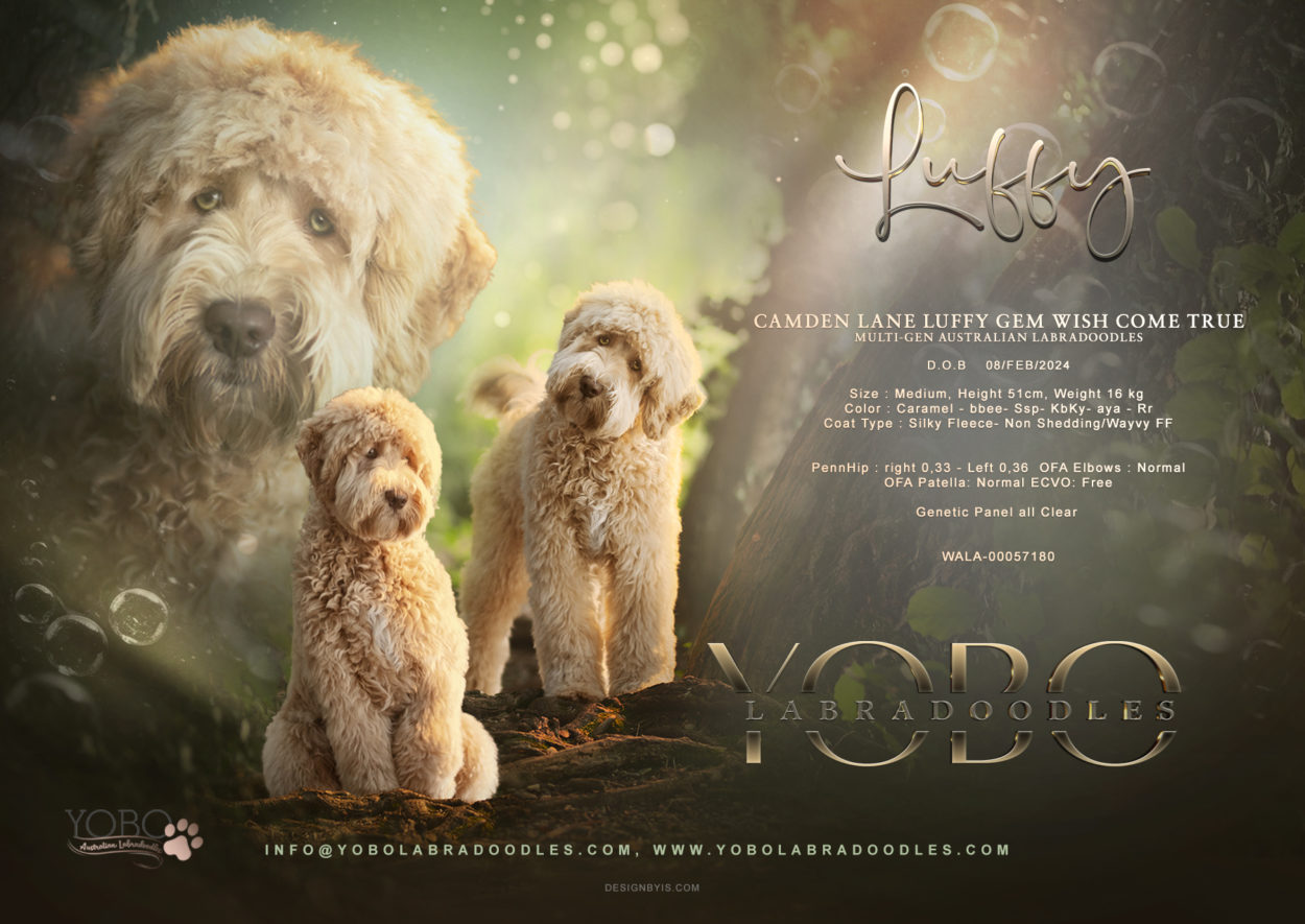 Camden lane Luffy Gem Wish Come True from YOBO Labradoodles