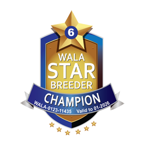 Walla-star-2